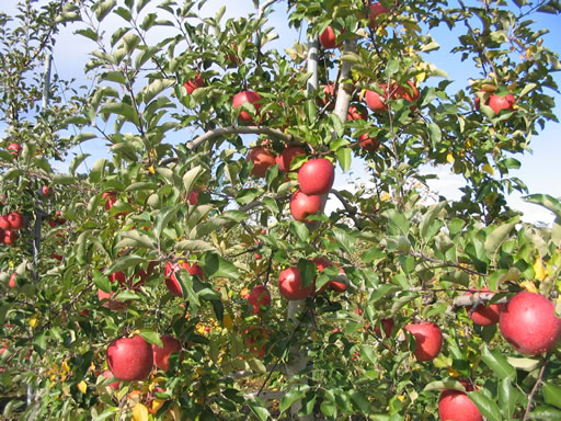 apple-1.jpg